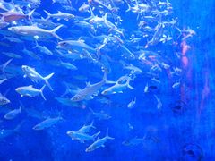 -成都浩海立方海洋公园