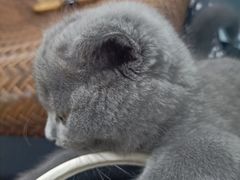 -关爱宠物医院·猫科中心·消化科(滨湖万达分院)