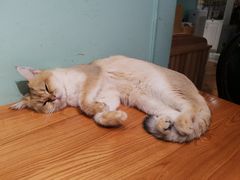 -猫小院猫主题餐厅(三里屯店)