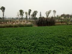 -白鹭湾湿地公园