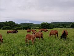 -塞罕坝国家级自然保护区
