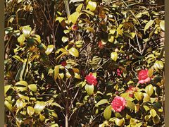 -人民公园-相亲角