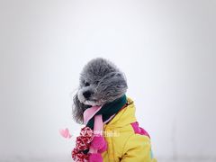 -超宠爱宠物摄影-Super pet