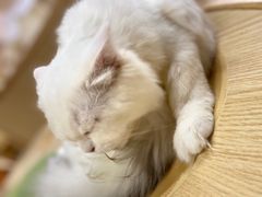 -猫和宫(六道口店)
