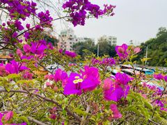 -深圳仙湖植物园