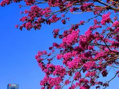 -深圳人才公园