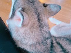 -Husky Go! 哈士奇体验馆·宠物咖啡厅狗咖