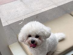 -芭比堂动物医院·CT·微创中心(新顺分院)