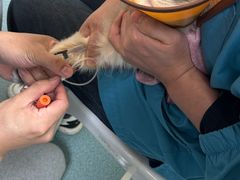 -动物缘宠物医院·骨科·猫科(西二环店)