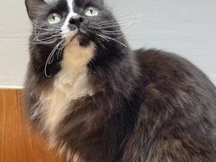 -有猫主题·治愈系猫咖(曾厝垵店)