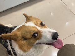 -艾贝尔宠物医院 ·中兽医·宠保定点(北门桥店)