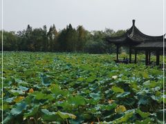 -高子水居
