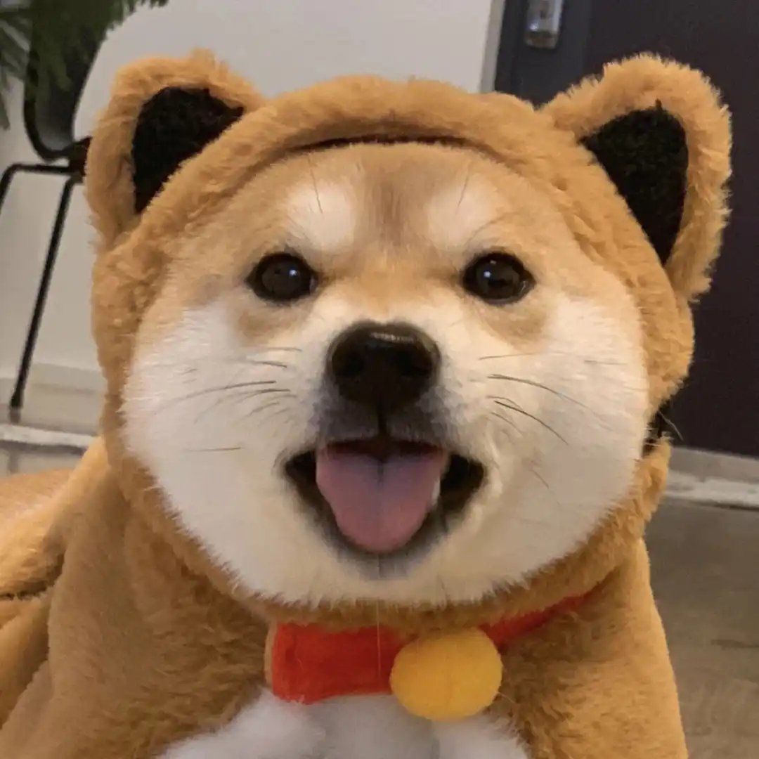 天天领红包可爱的小狗头像啊 喜欢吗 少