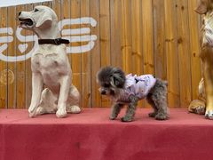 -宠乐会宠物乐园