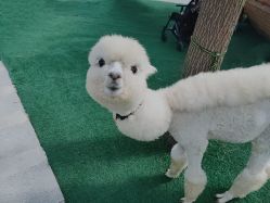 -萌宠亲子动物乐园(槐房万达店)