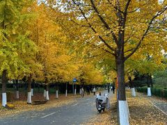 -长白岛森林公园