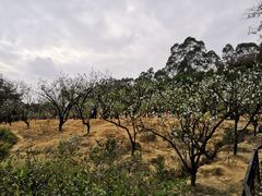 -南国桃园旅游度假区