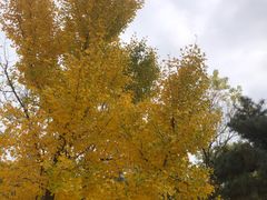-香山公园