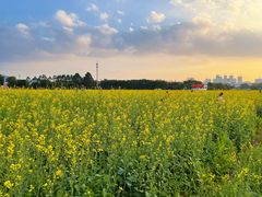 -光明小镇欢乐田园