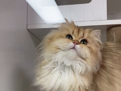 -十月米努特矮脚猫舍