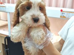 -翊宠yipet猫狗购宠庄园犬舍•猫舍