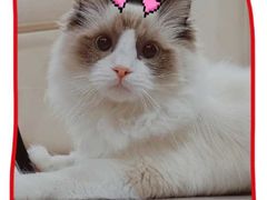 -70cat德文卷毛猫·缅因猫纯种猫舍