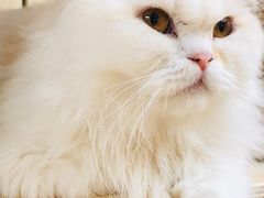 -猫和宫(六道口店)