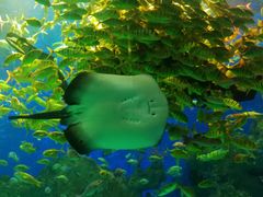 -芜湖新华联大白鲸海洋公园