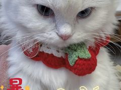 -伟伟宠物医院·瑞派猫友好医院·猫科(光谷店)
