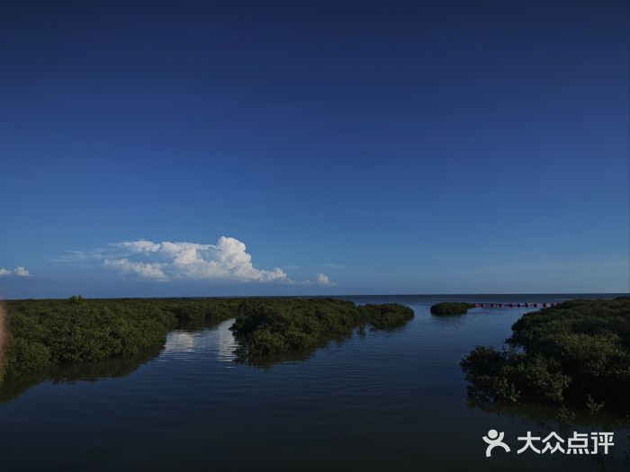 北海金海湾红树林生态旅游区图片