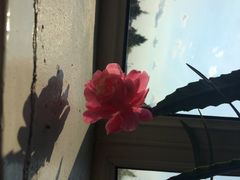 iphone_upload_pic-百味园饺子馆