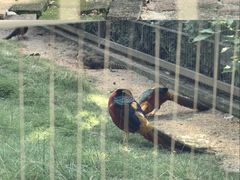 -深圳野生动物园
