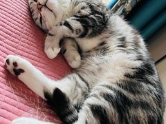 -纳吉亚猫专科动物医院博雅分院