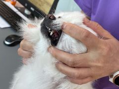 -北京观赏动物医院·24小时大型综合·猫专科·异宠专科