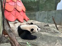 -广州长隆野生动物世界