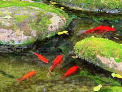 -重庆平顶山公园