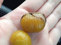 栗子-潘小韩乐满香休闲食品(阳光里店)