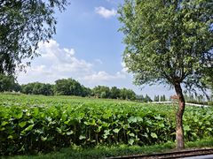 -洪湖生态旅游区