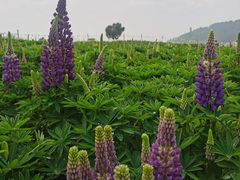 -径山花海