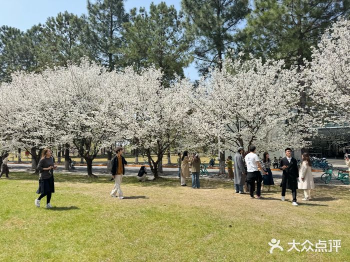 同济大学(嘉定校区)图片