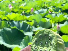 -荷塘月色湿地公园·向阳花洲