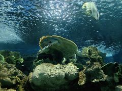 -上海海洋水族馆