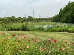 -上海长兴岛郊野公园