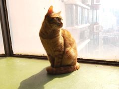 -猫猫幼稚园·撸猫·桌游·电玩