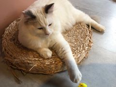 -猫儿山۰猫主题餐厅