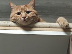 -纳吉亚猫专科动物诊疗中心(蒋宅口分院)