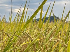 -光明小镇欢乐田园