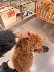 -造物庄园 萌宠纪(苏州湾歌林公园店)