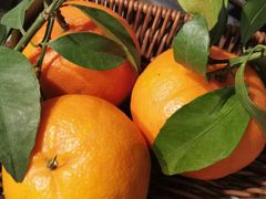 -津津名菜馆(绝没分店)