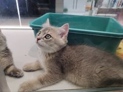 -babydoll猫舍·米努特·德文·缅因(久光中心店)
